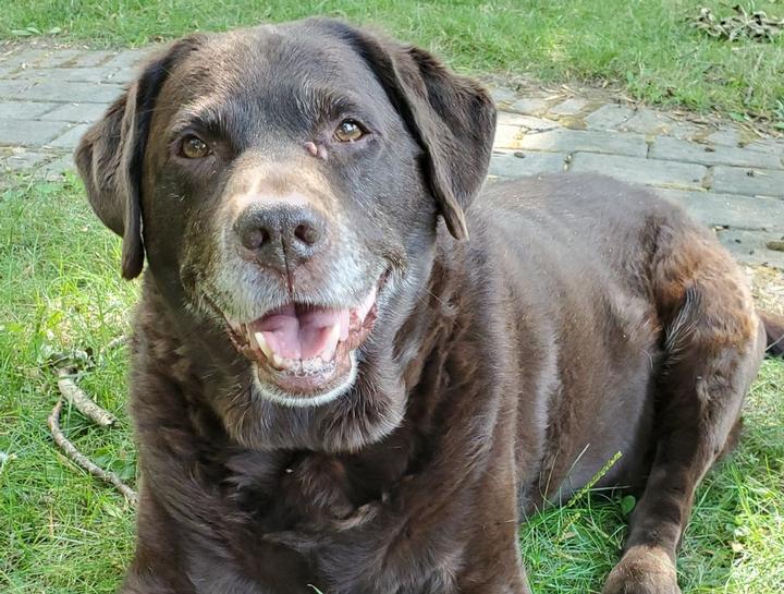 Senior Pet Care